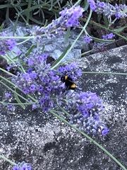 Bombus