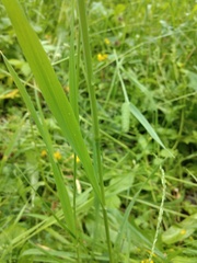 Phleum pratense