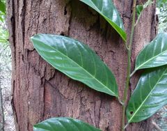 Coelocaryon oxycarpum