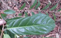 Coelocaryon oxycarpum