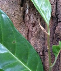 Coelocaryon oxycarpum