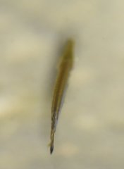 Lepisosteus