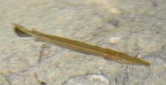 Lepisosteus