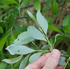 Salix discolor