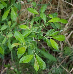 Salix discolor