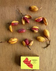 Coelocaryon oxycarpum