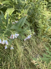 Symphytum officinale