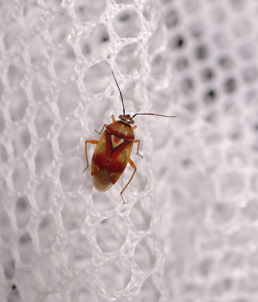 Orthops montanus