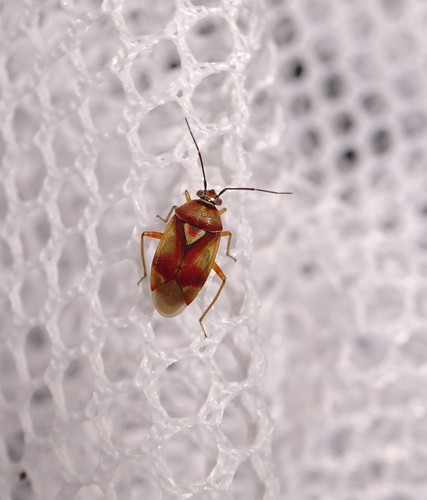 Orthops montanus