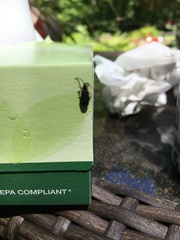 Lucidota atra