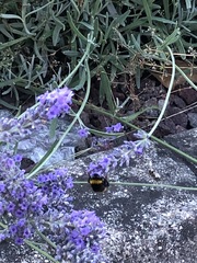 Bombus
