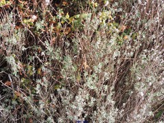 Cistus lasianthus alyssoides