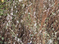 Cistus lasianthus alyssoides