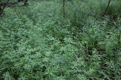 Galium intermedium