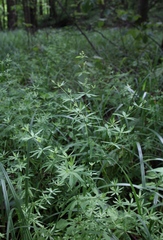Galium intermedium