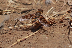 Thyridanthrax nugator