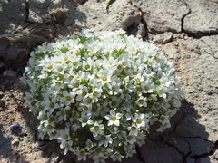 Linanthus demissus