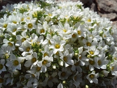 Linanthus demissus