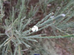Cytisus multiflorus