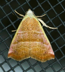 Eublemma cinnamomea