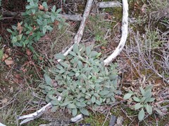 Tuberaria globulariifolia
