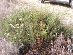 Cistus lasianthus alyssoides