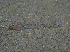 Pomatoschistus marmoratus