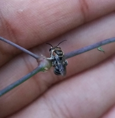 Pseudapis oxybeloides