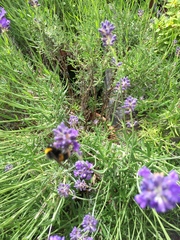 Bombus
