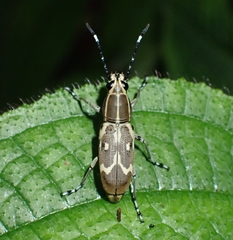 Xenocerus deletus
