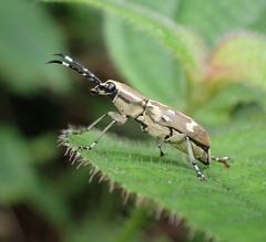 Xenocerus deletus