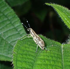 Xenocerus deletus