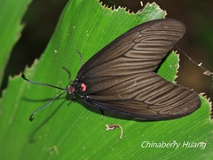 Gynautocera rubriscutellata