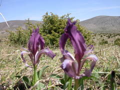 Iris reichenbachii