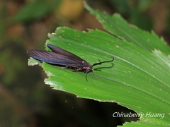 Gynautocera rubriscutellata