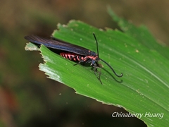 Gynautocera rubriscutellata