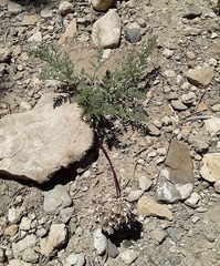Cymopterus aboriginum