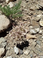Cymopterus aboriginum