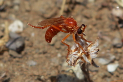 Saropogon luteus