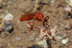 Saropogon luteus