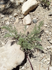 Cymopterus aboriginum
