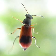 Anthocomus equestris