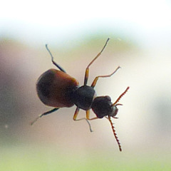 Anthocomus equestris