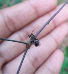 Pseudapis oxybeloides