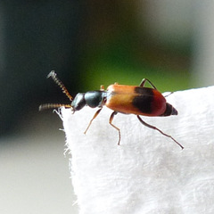 Anthocomus equestris