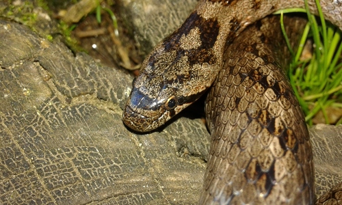 Southern Smooth Snake, photo 7 of 7