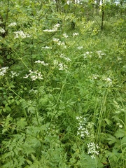 Anthriscus sylvestris