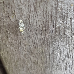 Luffia ferchaultella