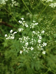 Anthriscus sylvestris