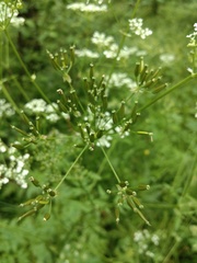 Anthriscus sylvestris